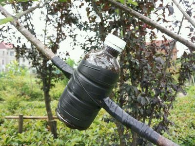 用饮料瓶做DIY植物高压繁殖教学