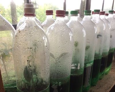 扦插生根加湿小温室培养瓶