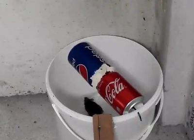 制作易拉罐老鼠陷阱捕鼠器教学