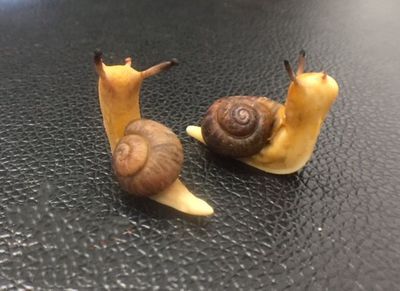 手工DIY逼真粘土小蜗牛