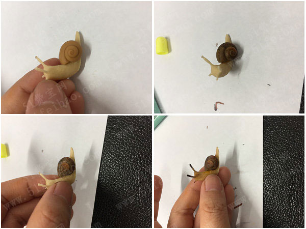 手工diy逼真粘土小蜗牛