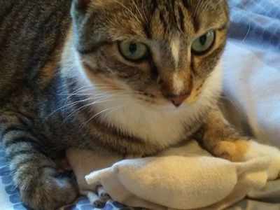 怎么利用废布给猫做饺子玩具