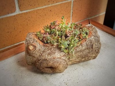利用树根制作多肉盆景花盆