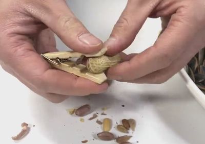 DIY坚果剥壳器:自制干果去壳神器