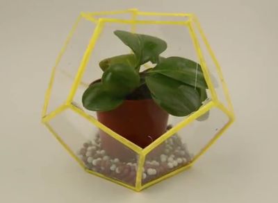 CD盒子DIY透明温室植物箱