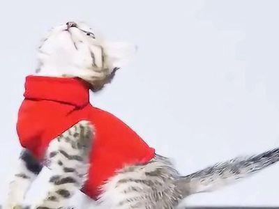 改造袜子给猫猫做件秋衣外套