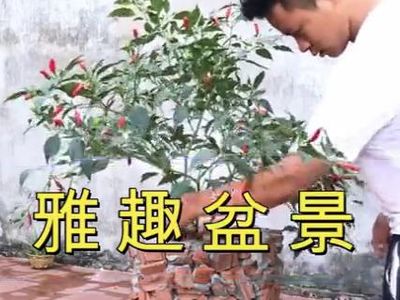 利用碎砖头和水泥制造创意大花盆