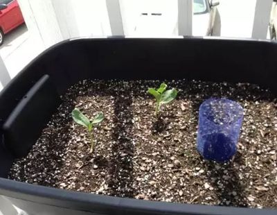 DIY阳台种菜自动浇水系统