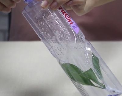 巧用饮料瓶水培扦插生根方法