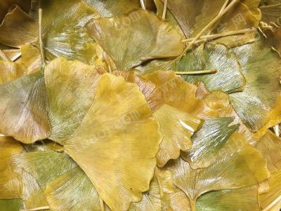 利用银杏叶子卷的diy玫瑰花做法图片