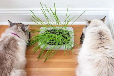 怎样种植猫草_DIY猫草种植水泥花盆
