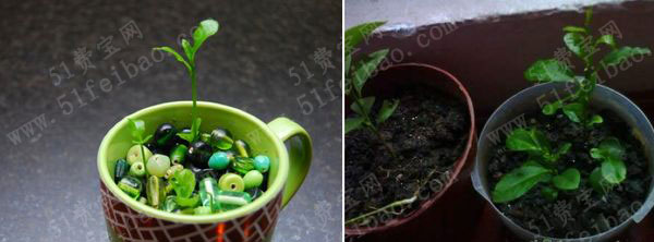 柠檬种子怎么种出柠檬树diy柠檬树盆景怎么种植发芽柠檬