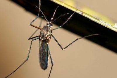 家用安全环保防蚊，如何自制捕蚊器/捕蚊罐