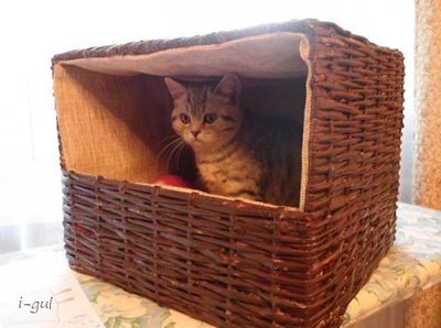 利用纸壳废品怎么制作保暖小猫屋子
