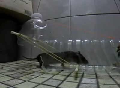 自制捕鼠器怎样抓老鼠塑料瓶diy捕鼠笼子教程