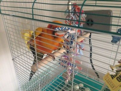 用废吸管打造DIY鹦鹉玩具