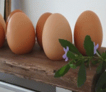 利用废木板做DIY鸡蛋托架教程