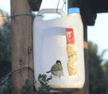 饮水瓶手工制作做小鸟避雨喂食器