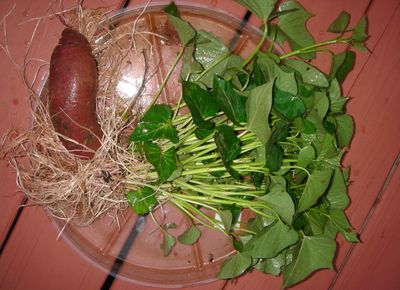 发芽红薯变废为宝，在家种植无公害蔬菜番薯叶/红薯叶