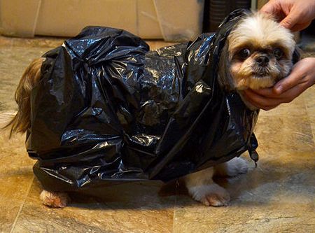 用塑料袋给小狗做雨披