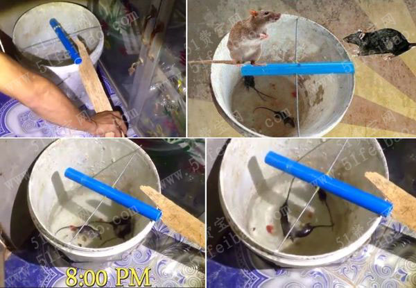 diy捕鼠陷阱|怎麼利用废水桶抓老鼠 - 废物利用手工diy小制作 - 51费