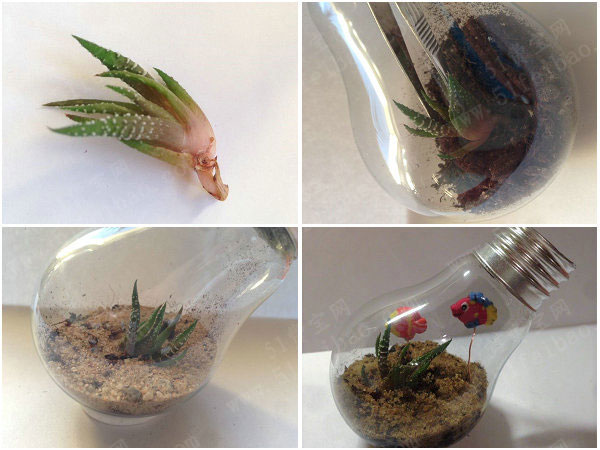 手工diy灯泡瓶温室植物盆栽