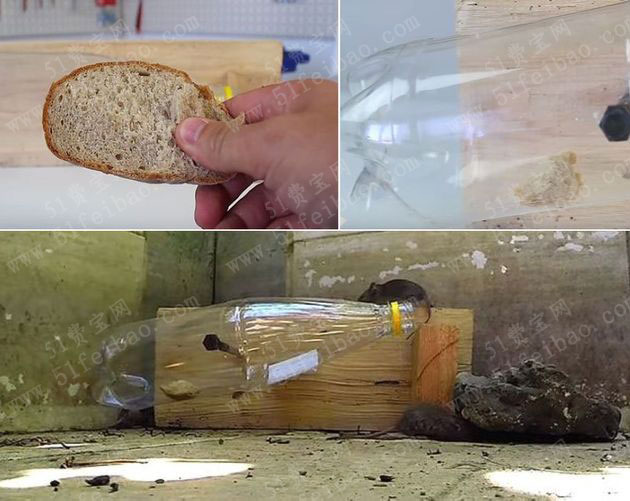 教你怎么用大可乐瓶做一个环保diy捕鼠器 - 废物利用手工diy小制作