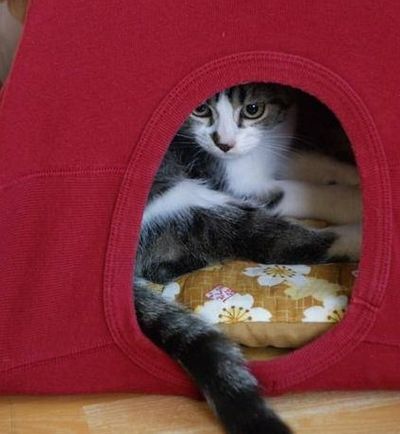 用衣架和旧衣服给猫咪做一个简易式猫窝