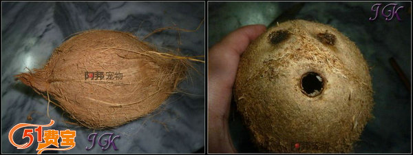 如何利用椰子为小仓鼠做一个香香的椰壳小屋