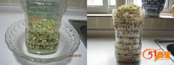 在家自己用饮料瓶制作豆芽，你学会了吗