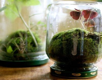 利用玻璃瓶罐diy温室微型盆栽