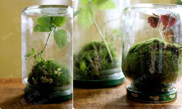 利用玻璃瓶罐diy温室微型盆栽