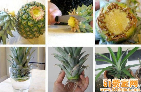 怎么废物利用种菠萝