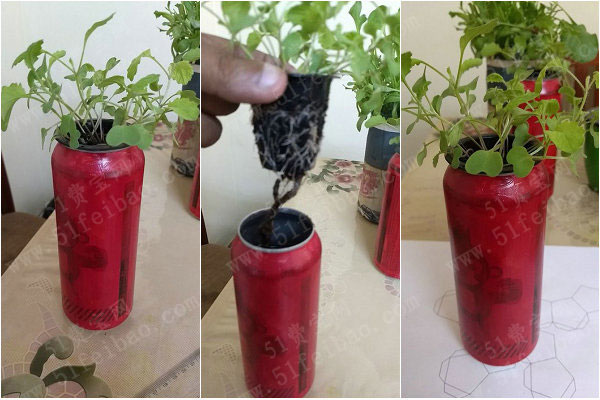 易拉罐diy自己吸水懒人花盆 - 废物利用手工diy小制作 - 51费宝网