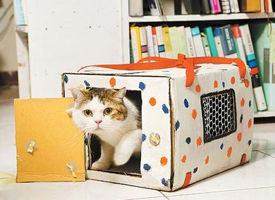 废纸箱改造猫咪便携式猫箱