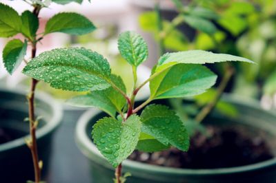 如何种植苹果种子盆栽|DIY苹果盆景的做法|盆栽苹果的种植