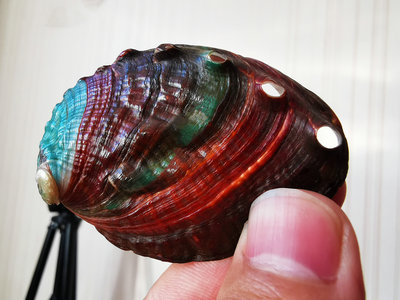 鲍鱼壳废物利用,制作鲍鱼壳手工饰品前怎么抛光贝壳