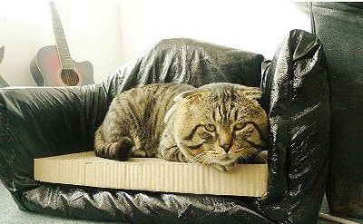 用废弃箱子给肥猫做的宠物沙发